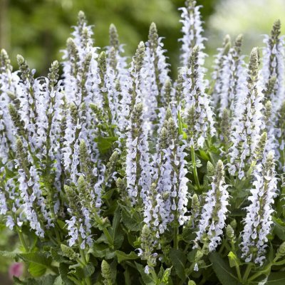 Salvia nemorosa Bumblesky