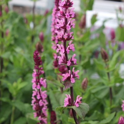 Salvia nemorosa Caradonna Pink, Stäppsalvia, C11cm