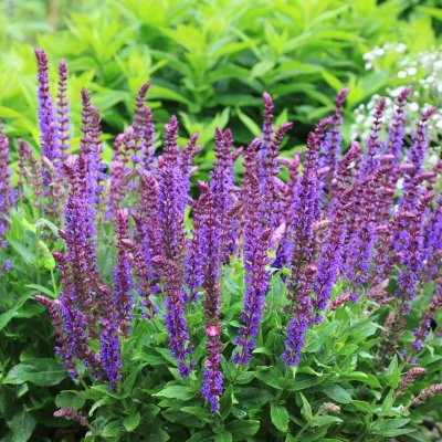 Salvia nemorosa Ostfriesland, Stäppsalvia