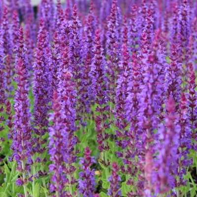 Salvia nemorosa Ostfriesland, Stäppsalvia
