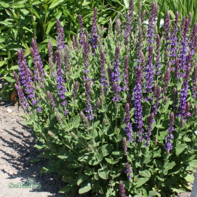 Salvia nemorosa Ostfriesland, Stäppsalvia, C13cm
