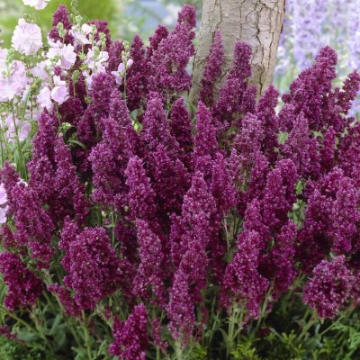 Salvia nemorosa Plumosa, Stäppsalvia