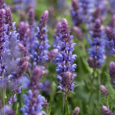 Salvia nemorosa Salute Ice Blue, Stäppsalvia, C11cm