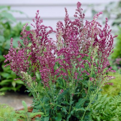 Salvia nemorosa Schwellenburg, Stäppsalvia, P9cm