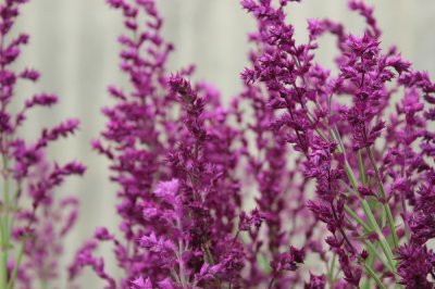 Salvia nemorosa Schwellenburg, Stäppsalvia, P9cm