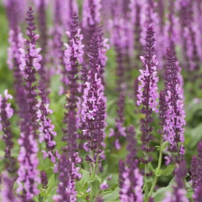 Salvia nemorosa Sensation ® Deep Rose