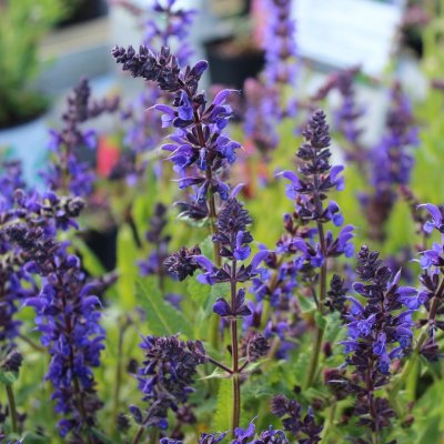 Salvia nemorosa Viola Klose, Stäppsalvia, C11,5cm