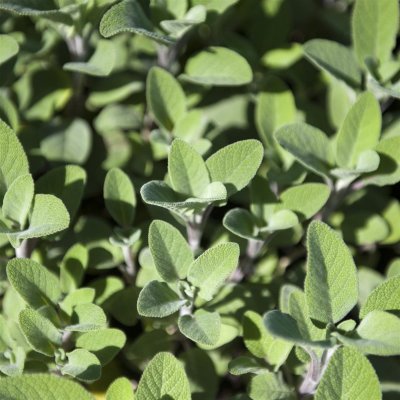 Salvia officinalis Berggarten, Kryddsalvia, C13cm