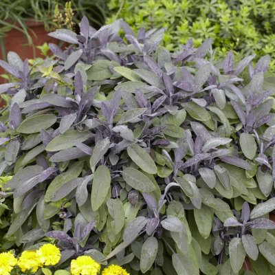 Salvia officinalis Purpurascens, Kryddsalvia