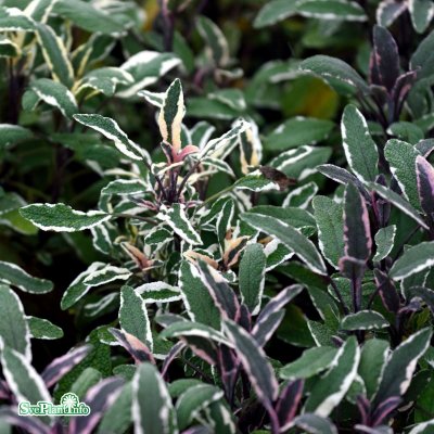 Salvia officinalis Tricolor, Kryddsalvia, C13cm
