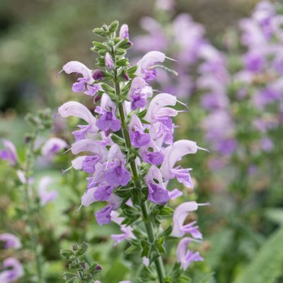 Salvia pratensis Lilac Lipstick, Ängssalvia, C11cm