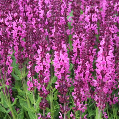 Salvia x sylvestris Pink Field ®, Stäppsalvia/Skogssalvia