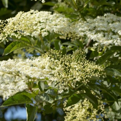 Sambucus nigra, Fläder