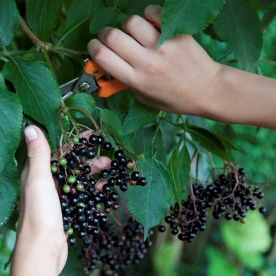Sambucus nigra, Fläder
