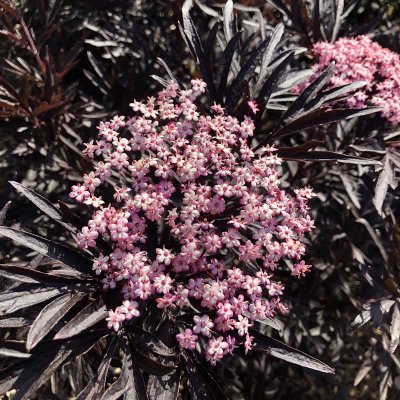 Fläder/Purpurfläder