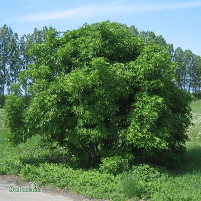 Sambucus nigra fk Bålsta E, Fläder, busk C5