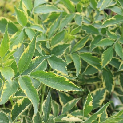 Sambucus nigra Instant Karma ®, Fläder