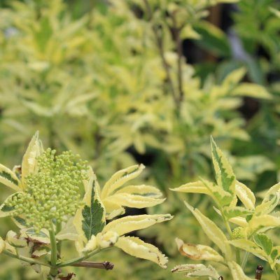 Sambucus nigra Madonna, Fläder