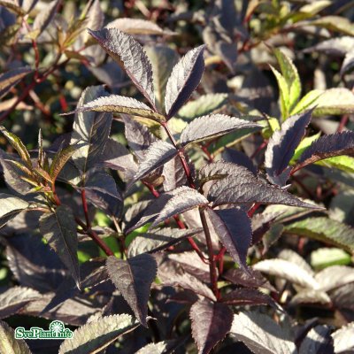 Sambucus nigra Thundercloud, Blodfläder, 40-50 C3