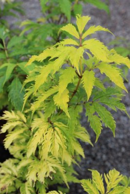 Sambucus racemosa Plumosa Aurea, Guldfläder, 40-50 C3