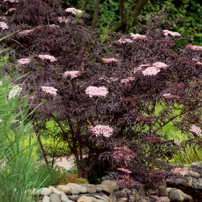 Sambucus nigra Black Lace (Eva)