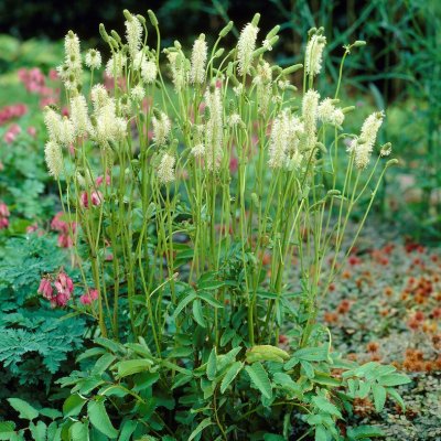 Sanguisorba canadensis, Kanadapimpinell, P9cm