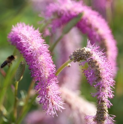 Sanguisorba hakusanensis Lilac Squirrel, Nickpimpinell, SQ1