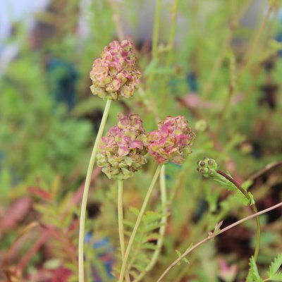 Sanguisorba minor, Pimpinell, P9cm