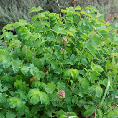 Sanguisorba minor, Pimpinell, P9cm