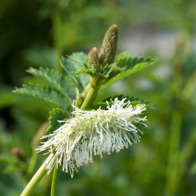 Sanguisorba obtusa Alba, Rosenpimpinell, C13cm