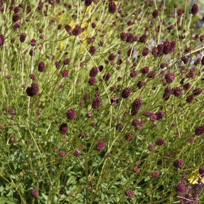 Sanguisorba officinalis Morning Select, Blodtopp