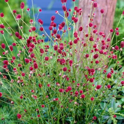 Sanguisorba officinalis Tanna, Blodtopp, barrot 3st