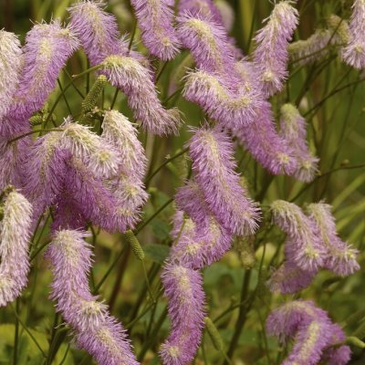 Sanguisorba Pink Brushes