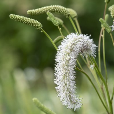 Sanguisorba White Brushes