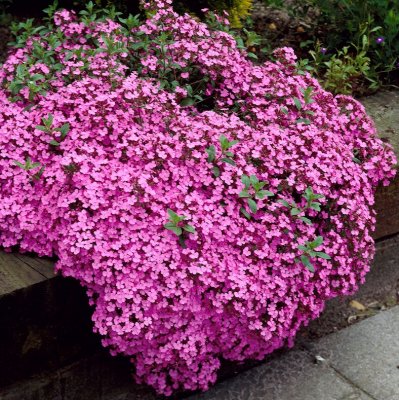 Saponaria ocymoides, Liten Såpnejlika
