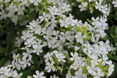 Saponaria ocymoides Snow Tip, Liten Såpnejlika, C11cm