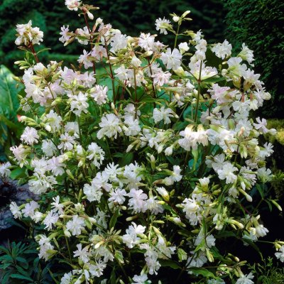 Saponaria officinalis Alba Plena, Såpnejlika, P9cm