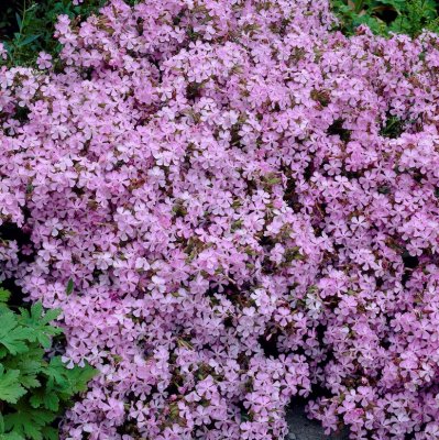 Saponaria x lempergii Max Frei, Såpnejlika, P9cm