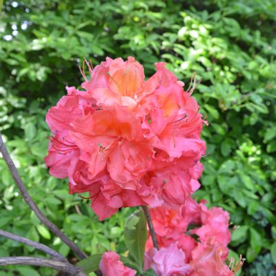Rhododendron Knap Hill Sarina