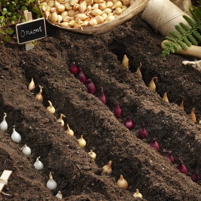 Sättlök Mix 250g
