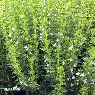 Satureja montana, Vinterkyndel, P9cm