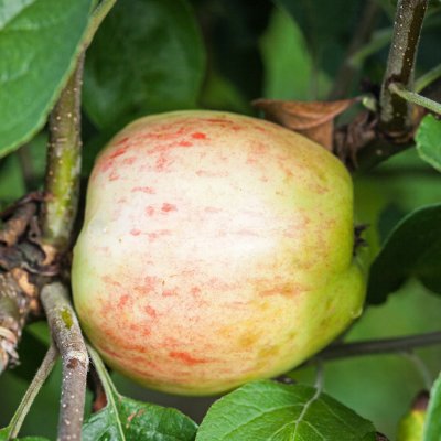 Äpple, Sävstaholm E, stam A2 C10