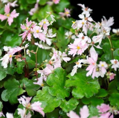 Saxifraga fortunei Cheap Confections, Stor Höstbräcka, P9cm
