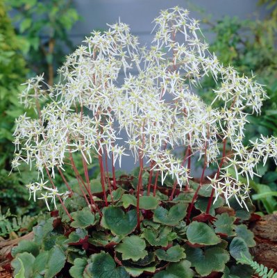 Saxifraga cortusifolia Rubrifolia, Höstbräcka, P9cm