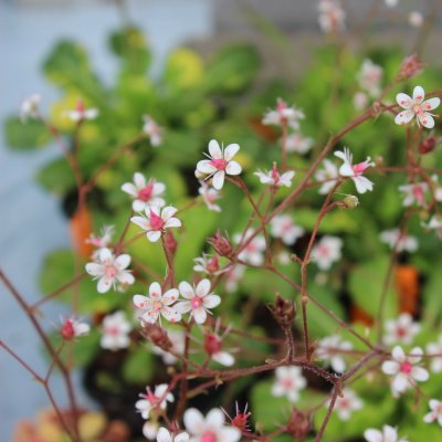 Saxifraga hirsuta, Lundbräcka, P9cm