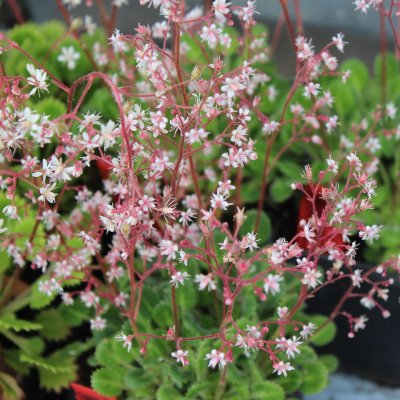 Saxifraga hirsuta, Lundbräcka, P9cm