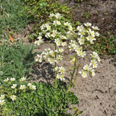 Saxifraga Kath Dryden, Trädgårdsbräcka, P9cm