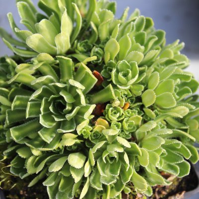 Saxifraga paniculata, Silverbräcka, P9cm