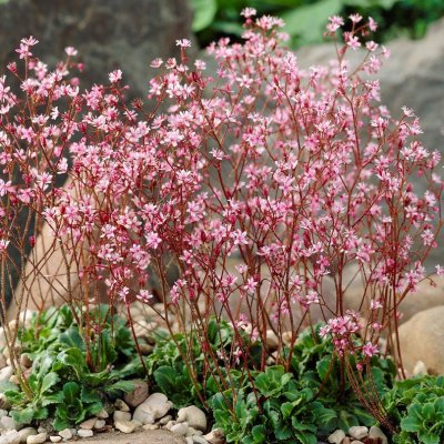 Saxifraga x urbium Clarence Elliott, Porslinsbräcka