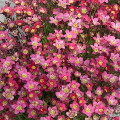 Saxifraga arendsii Purpurteppich, Rosenbräcka, P9cm